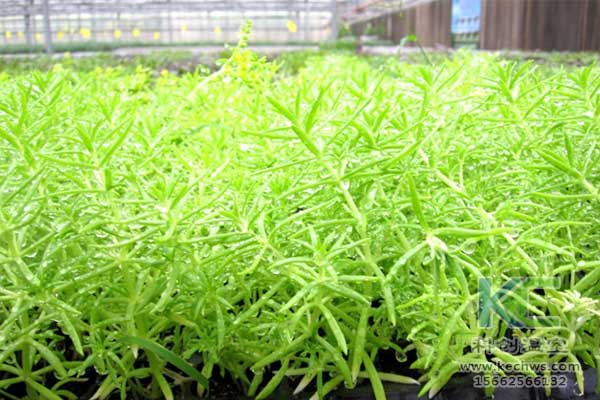 無土栽培，無土栽培技術，無土栽培設備