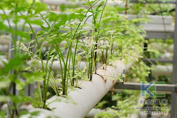 無(wú)土栽培，無(wú)土栽培技術(shù)