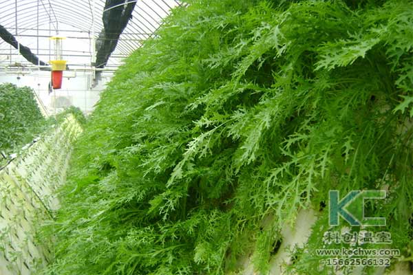 無土栽培，無土栽培技術，無土栽培設備