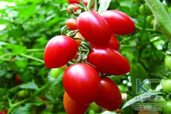 無土栽培技術(shù),無土栽培設(shè)備,溫室大棚,蔬菜大棚