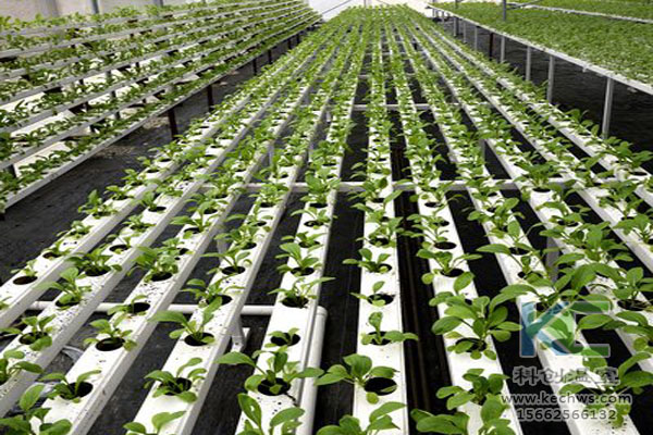 無土栽培技術,無土栽培設備,無土栽培,溫室大棚