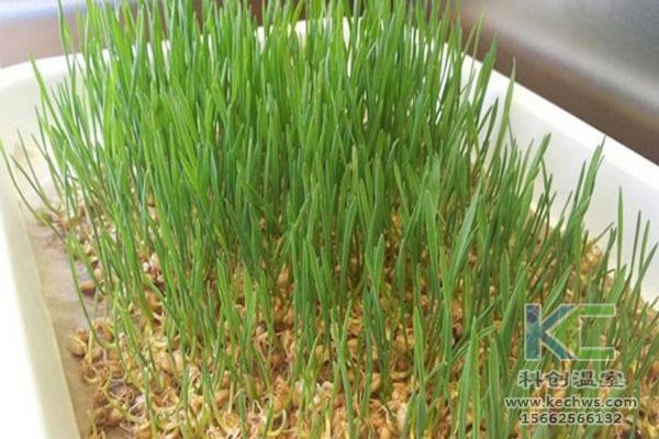 蔬菜無土栽培,無土栽培技術,無土栽培設備,無土栽培