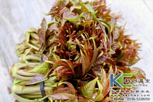 無土栽培,無土栽培技術,無土栽培設備