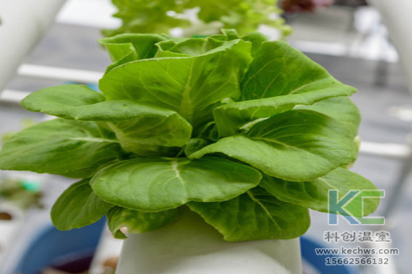 無土栽培，無土栽培技術，無土栽培設備