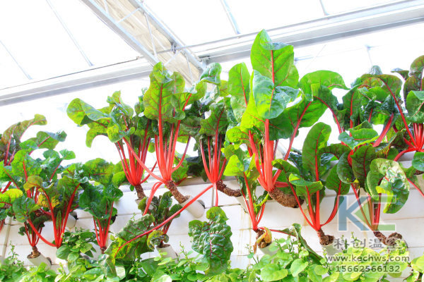 溫室大棚建設(shè)，無(wú)土栽培技術(shù)，無(wú)土栽培，溫室大棚