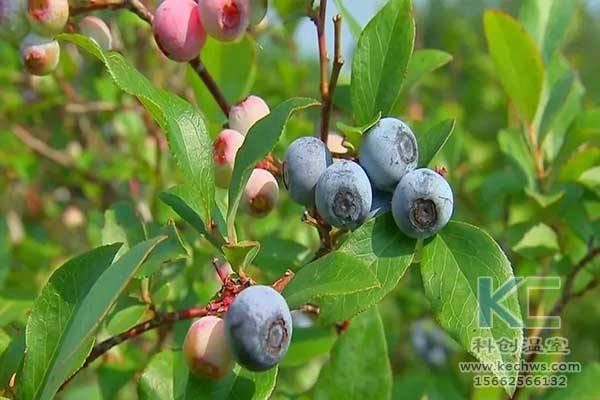 無(wú)土栽培，無(wú)土栽培技術(shù)，無(wú)土栽培設(shè)備