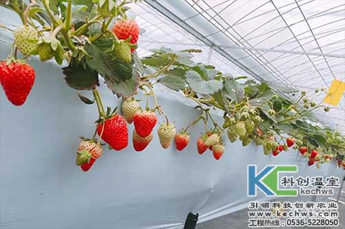 無土栽培，無土栽培技術，無土栽培設備