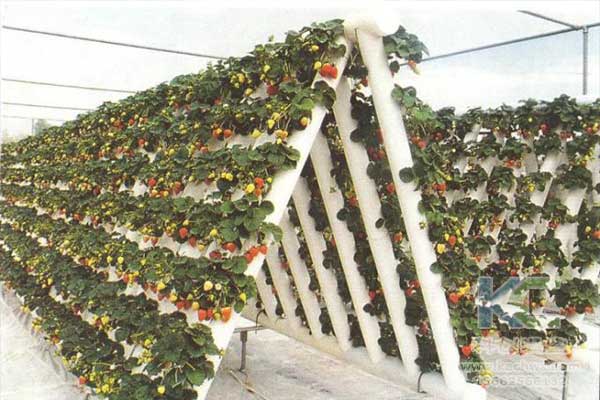 無(wú)土栽培，無(wú)土栽培技術(shù)，無(wú)土栽培設(shè)備