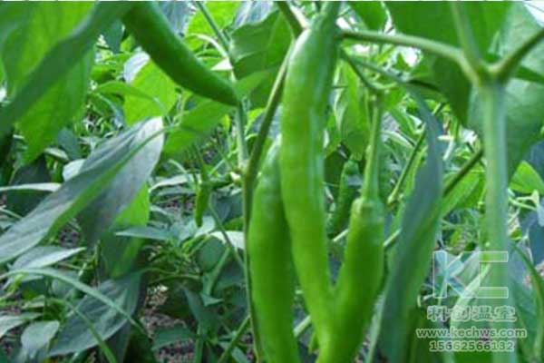 無(wú)土栽培，無(wú)土栽培技術(shù)，無(wú)土栽培設(shè)備