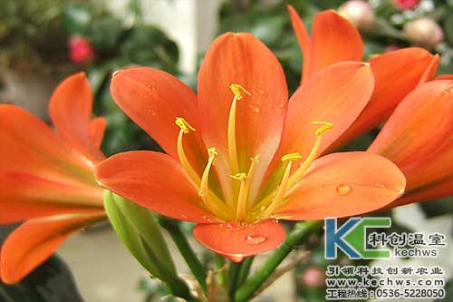 無土栽培，無土栽培技術，無土栽培設備