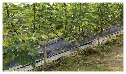 無土栽培,無土栽培技術(shù),無土栽培設(shè)備