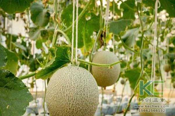 無土栽培，無土栽培技術(shù)，無土栽培設(shè)備