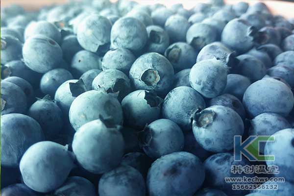 無(wú)土栽培，無(wú)土栽培技術(shù)，無(wú)土栽培設(shè)備