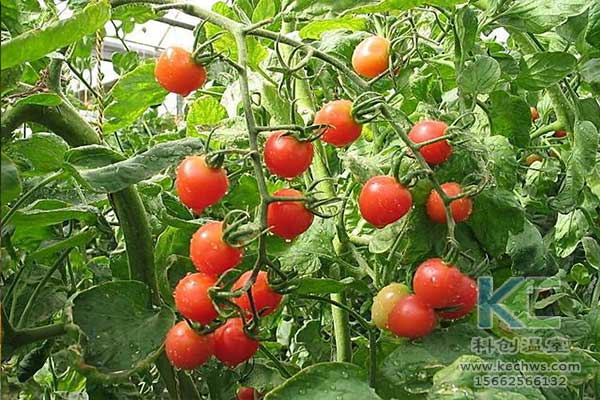 無土栽培，無土栽培技術(shù)，無土栽培設(shè)備