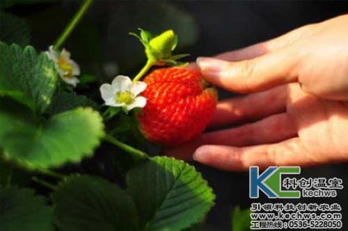 無土栽培，無土栽培技術，無土栽培設備