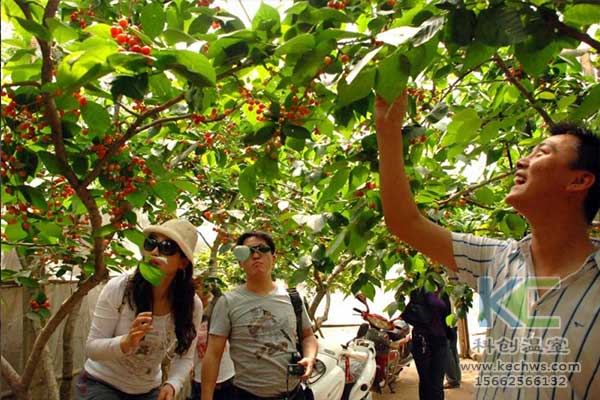 無土栽培，無土栽培技術，無土栽培設備