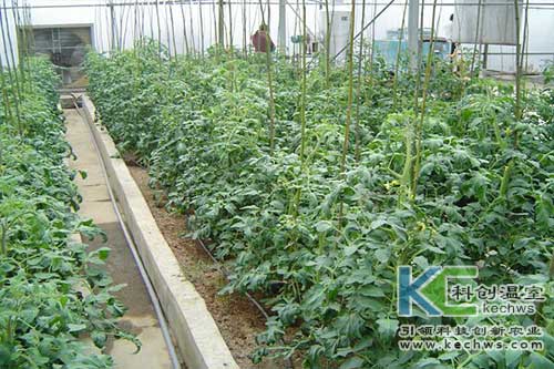 無土栽培,無土栽培技術,無土栽培設備