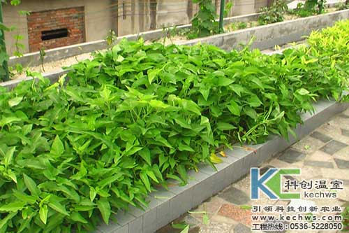 無土栽培,無土栽培技術,無土栽培設備