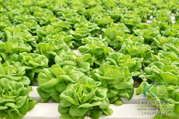 無土栽培，無土栽培技術，無土栽培設備