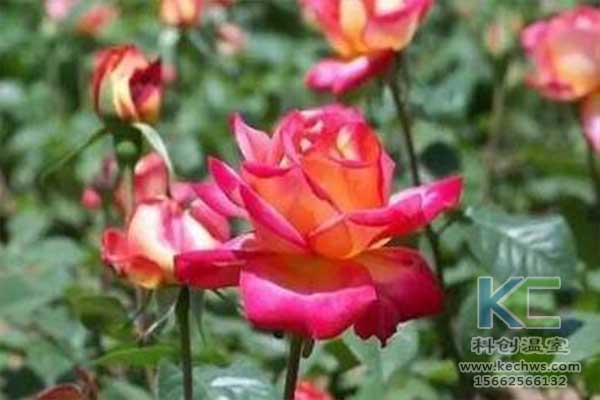 無土栽培，無土栽培技術，無土栽培設備