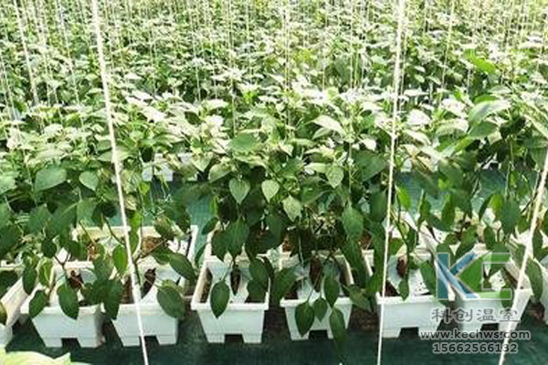 無土栽培，無土栽培技術，無土栽培設備