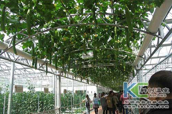 無土栽培，無土栽培技術，無土栽培設備