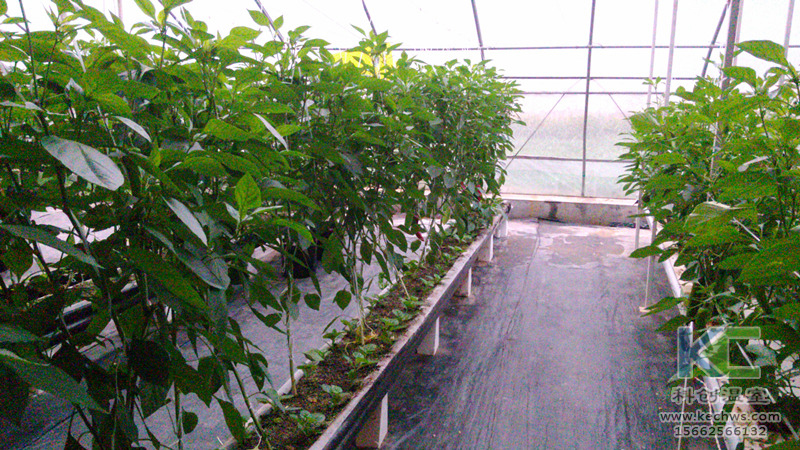 無土栽培，無土栽培技術，無土栽培設備