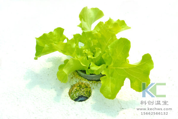 無土栽培，無土栽培技術，無土栽培設備