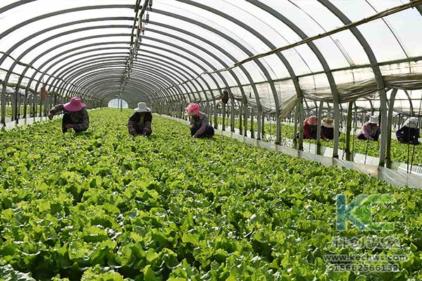 無土栽培，無土栽培技術(shù)，無土栽培設備