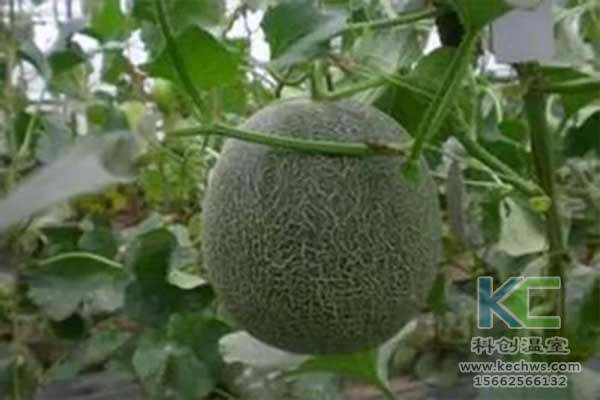 無土栽培，無土栽培技術(shù)，無土栽培設(shè)備