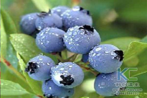 無(wú)土栽培，無(wú)土栽培技術(shù)，無(wú)土栽培設(shè)備