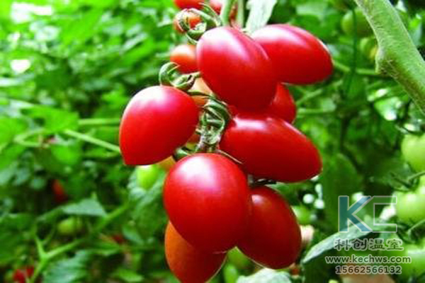 無土栽培，無土栽培技術，無土栽培設備