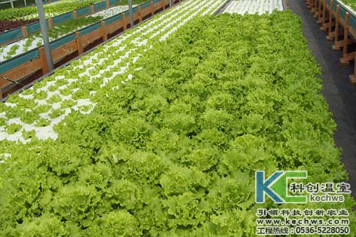 無(wú)土栽培,無(wú)土栽培技術(shù),無(wú)土栽培設(shè)備