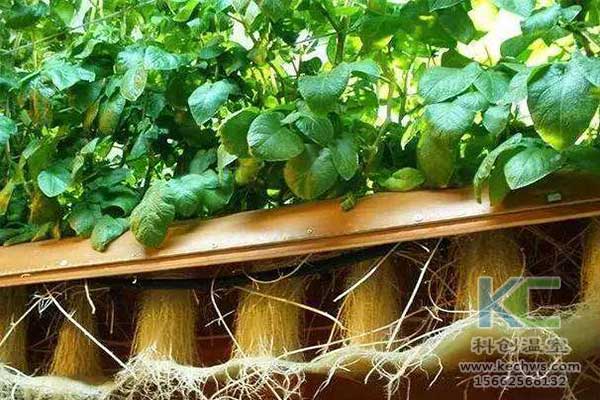 無土栽培，無土栽培技術，無土栽培設備