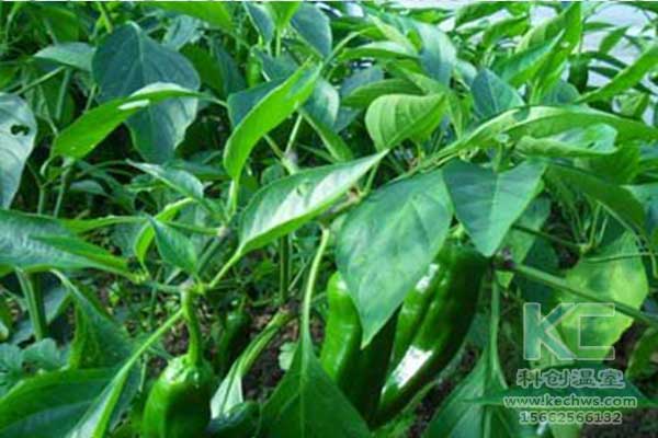 無土栽培，無土栽培技術，無土栽培設備