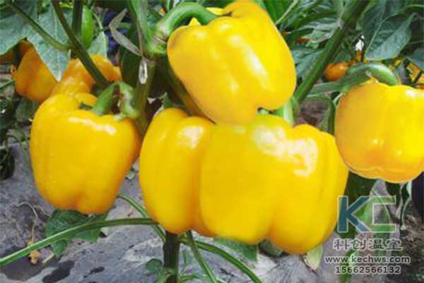 無土栽培，無土栽培技術(shù)，無土栽培設備