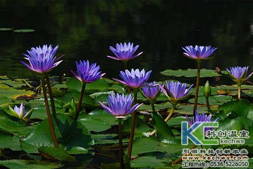 無(wú)土栽培，無(wú)土栽培技術(shù)，無(wú)土栽培設(shè)備