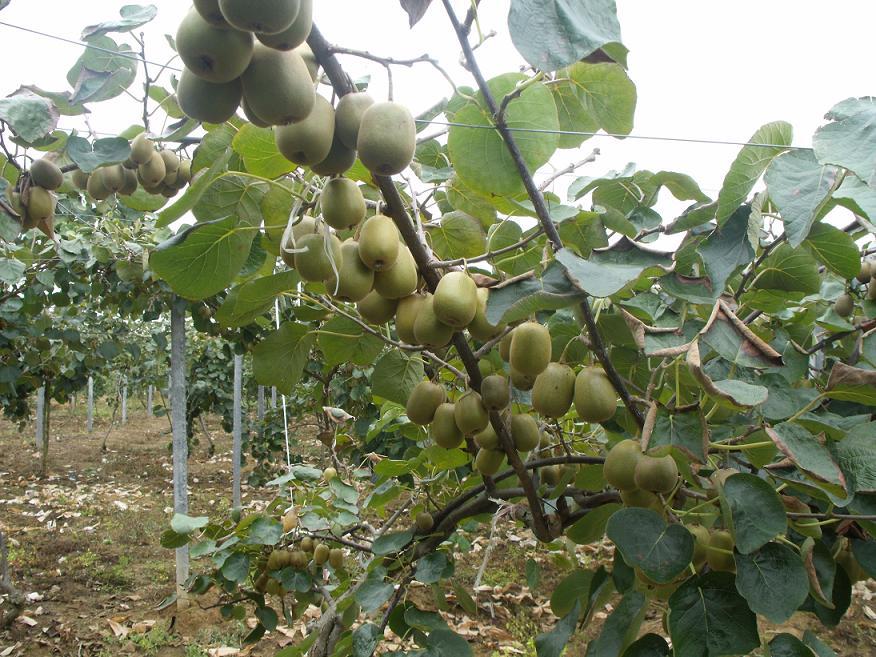 無土栽培，無土栽培技術，無土栽培設備