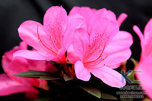 無土栽培，無土栽培技術，無土栽培設備