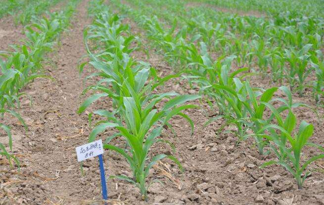 無土栽培，無土栽培技術(shù)，無土栽培設(shè)備