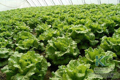 無土栽培，無土栽培技術(shù)，無土栽培設(shè)備