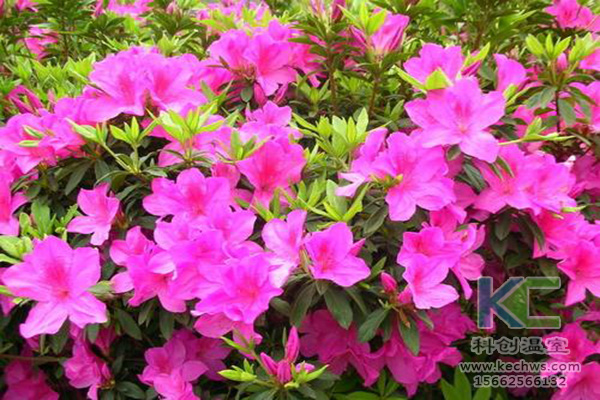 無土栽培，無土栽培技術，無土栽培設備