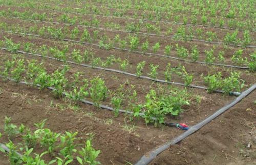 無(wú)土栽培，無(wú)土栽培技術(shù)，無(wú)土栽培設(shè)備