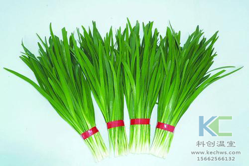 無土栽培,無土栽培技術(shù),無土栽培設(shè)備