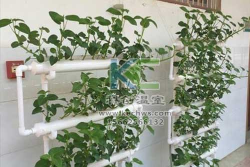 無(wú)土栽培，無(wú)土栽培技術(shù)，無(wú)土栽培設(shè)備