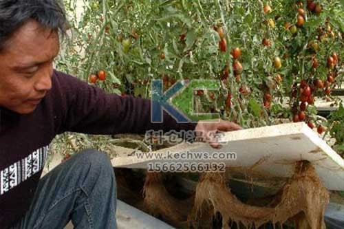 無土栽培，無土栽培技術(shù)，無土栽培設(shè)備