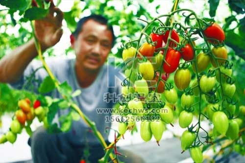 無土栽培，無土栽培技術(shù)，無土栽培設(shè)備