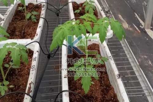 無土栽培，無土栽培技術，無土栽培設備
