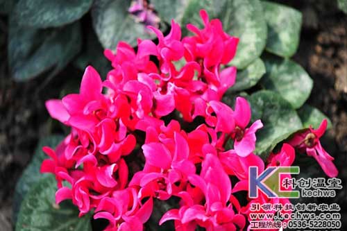 無土栽培,無土栽培技術,無土栽培設備